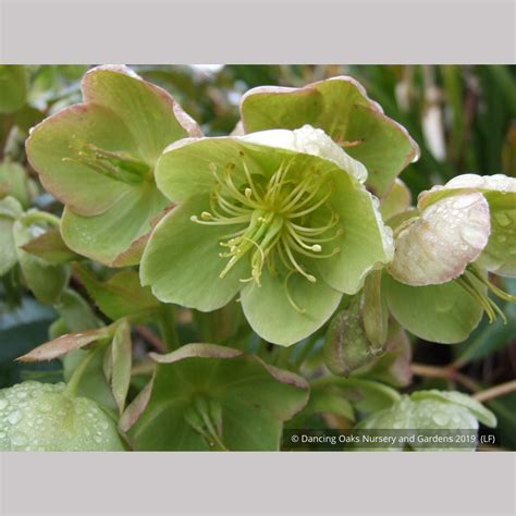 Helleborus argutifolius, Corsican Hellebore – Dancing Oaks Nursery and ...