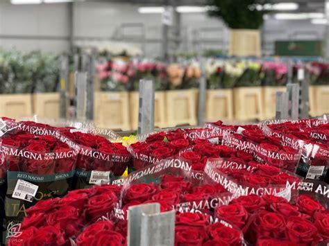 Wholesale Flowers - No. 1 Choice of Professional Florists