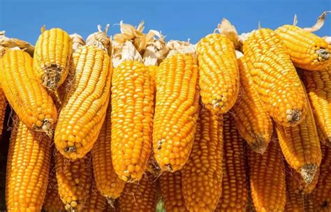 2021山西玉米价格最新行情多少钱一斤？后期国际玉米价格分析 - 惠农网