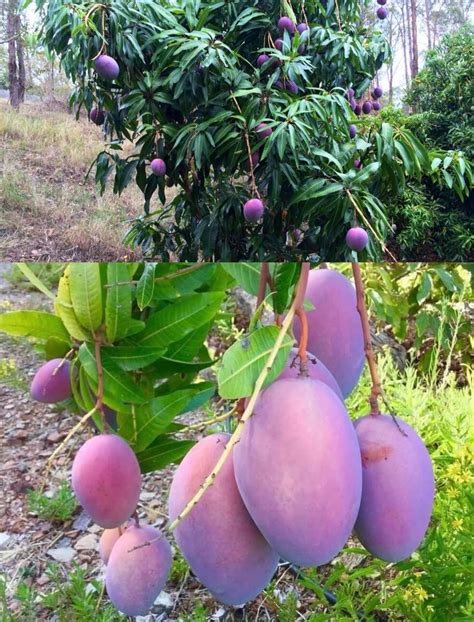 Native Earth Nursery Thailand Purple Mango Nam-Dok-Mai Si Mueng Hybrid ...
