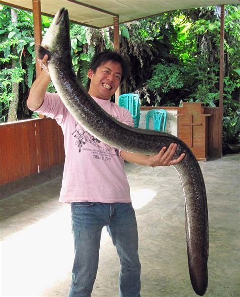 Giant Mottled Eel, Anguilla marmorata Quoy & Gaimard, 1824 - The Australian Museum