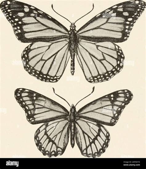 Viceroy Butterfly Vs Monarch