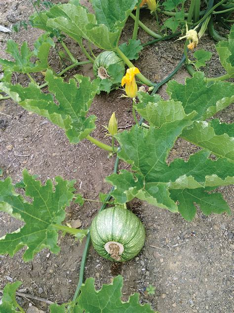 Butternut Squash Plant