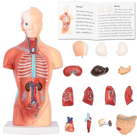 Human Body Model Torso Anatomy Doll 15 Removable Parts Skeleton Visceral Brain with Detailed ...