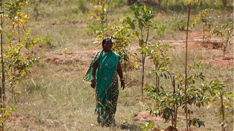 Sarojini Vana: Forest In Odisha Named In Honour Of Its Caretaker ...