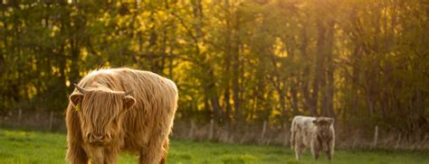 Meet the Coos | Crieff Hydro Resort | Highland Cow Experience