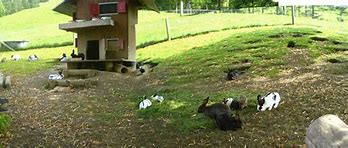 Image result for Rabbit Colony System