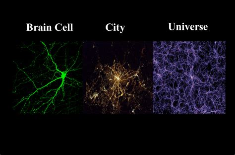 Image result for Brain Cell Types