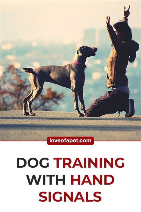 Image result for Hand Commands for Dogs