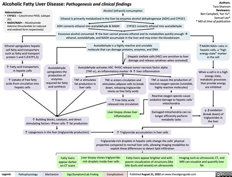Alcoholic Fatty Liver Disease: Pathogenesis and clinical findings | Calgary Guide