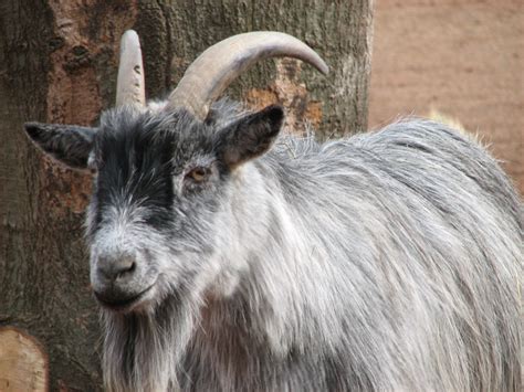 File:African Pygmy Goat 003.jpg