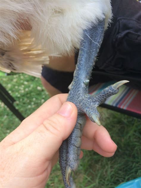 Silkie hen or rooster? She/he has Spurs??? | Page 2 | BackYard Chickens ...