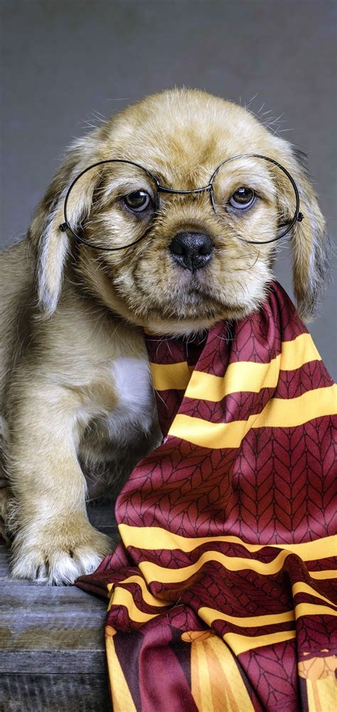 Harry Potter Dog Wallpapers - Wallpaper Cave