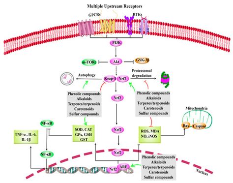 Attenuation of Nrf2/Keap1/ARE in Alzheimer’s Disease by Plant Secondary ...