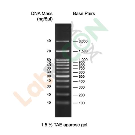 GeneStep™ 1kb DNA Ladder