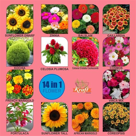 Kraft Seeds by 10CLUB Fresh Flower Seeds for Home Gardening (14 Packets ...