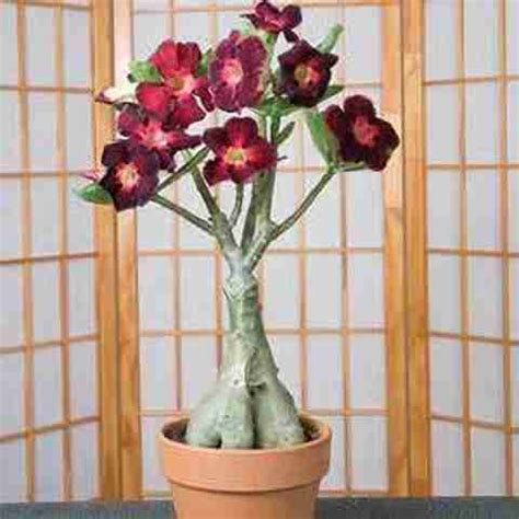 rimi Adenium Plant Price in India - Buy rimi Adenium Plant online at ...