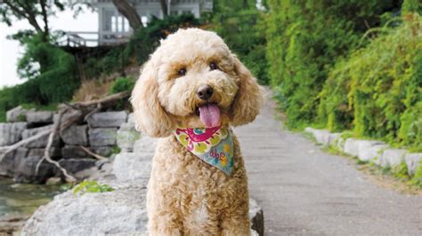 Image result for Cute Cockapoo Puppies