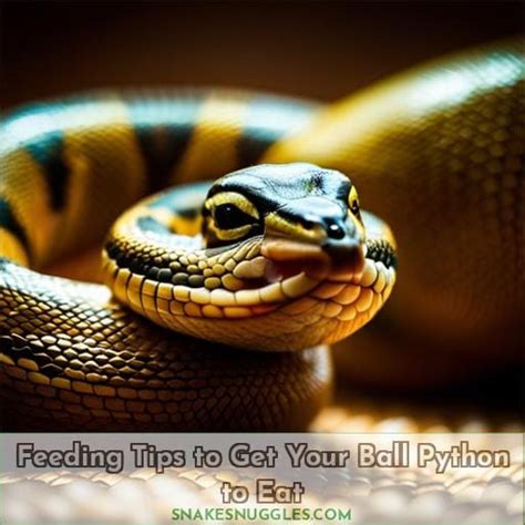 Image result for Ball Python Feeding Schedule