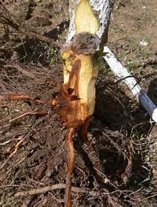 Image result for Tree Crown Rot