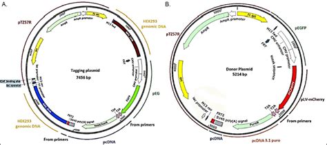 A simple approach to generate transgenic cell lines with high ...