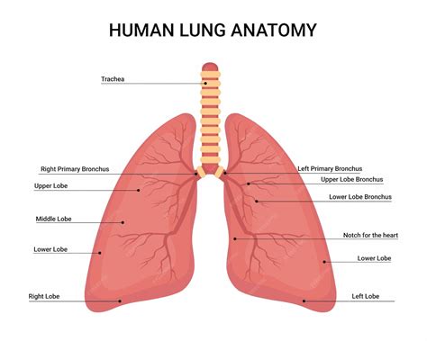 Premium Vector | Human lung anatomy Medical Education Chart