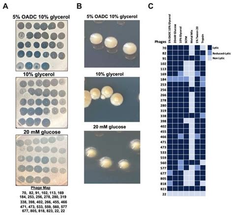 Understanding the Phage–Host Interaction Mechanism toward Improving the ...