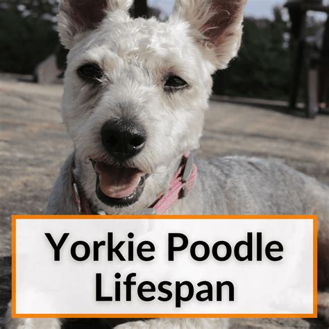 Yorkie Poodle Lifespan (+Helping Your Yorkie Poo Live Longer)