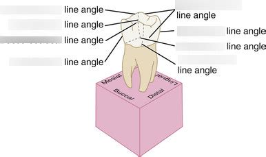 Line Angle Teeth 的图像结果