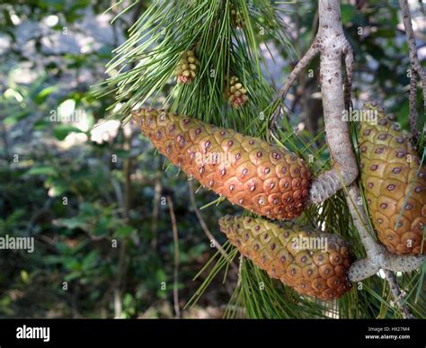 Christmas tree branch with large pine cones for decoration. Evergreen ...