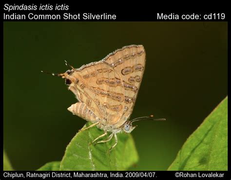 Spindasis ictis | Butterfly
