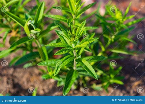 Orange Butterfly Bush Reaching for the Sun Stock Image - Image of ...