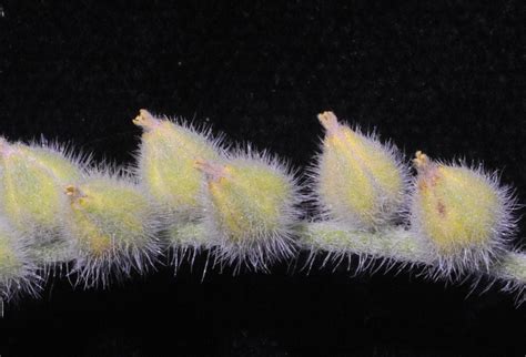 Heliotropium supinum L. | Plants of the World Online | Kew Science