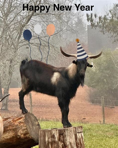 Sick Goat 的图像结果