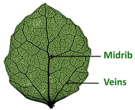 Getting to Know Plants Class 6 Notes Science Chapter 4 Free PDF