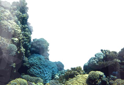 Download Coral Reefs Png - Coral Reef Png Transparent - Full Size PNG ...