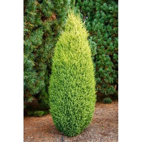 Spring Hill Nurseries Gold Cone Upright Juniper Accent Shrub in 2.25 ...