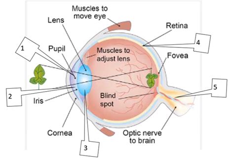 Image result for Process of Vision