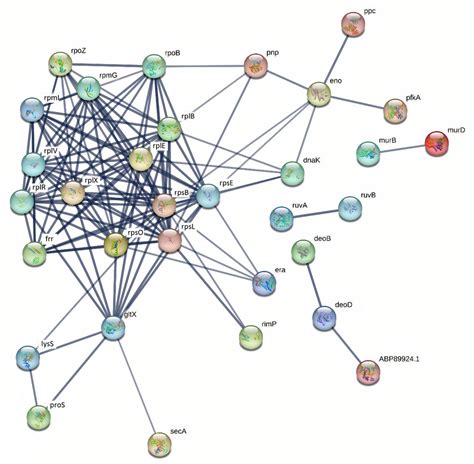 Proteomic Analysis of Streptococcus suis During Exposure to ...