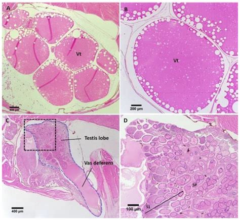 Masculinization of Adult Gambusia holbrooki: A Case of Recapitulation ...