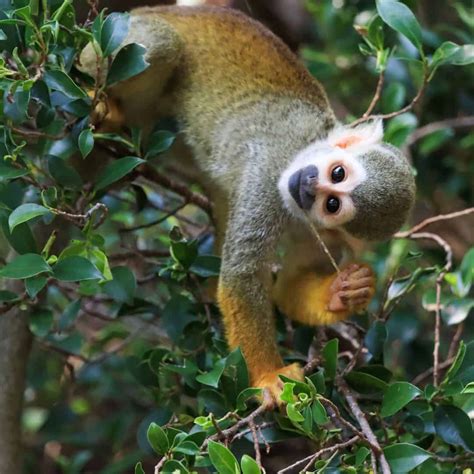 La Selva: Jungle Lessons in Spanish - Llamitas Spanish.com