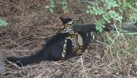 Image result for Python Attacks Cat