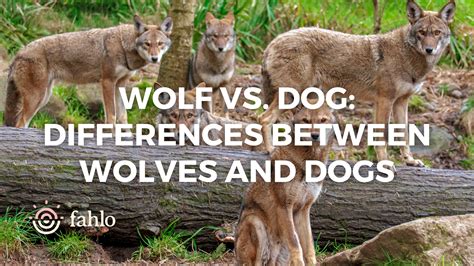 Wolf vs. Dog: 4 Differences Between Wolves and Dogs | Fahlo