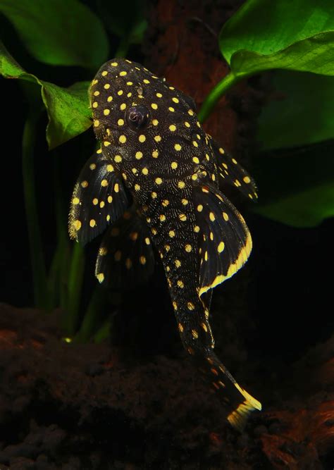 L018 Gold Nugget Pleco | Live Tropical Fish UAE | Discus.ae