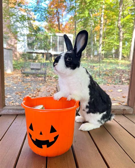 Oreo the Bunny Rabbit🐰 | Hoppy National Foodies Day! What’s better than ...