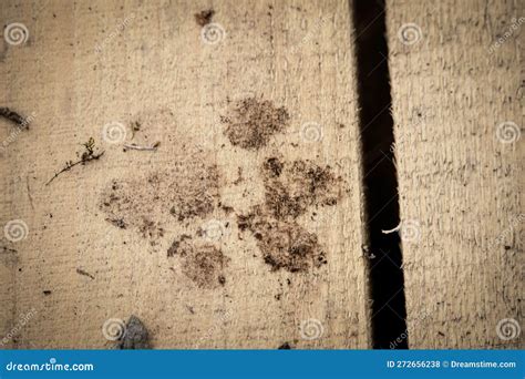 What Is Pata Sucia at Maurice Brooks blog