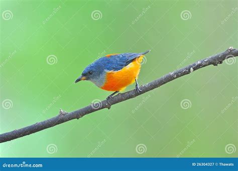 Orange-bellied Flowerpecker Bird Stock Image - Image of guide, habitat ...