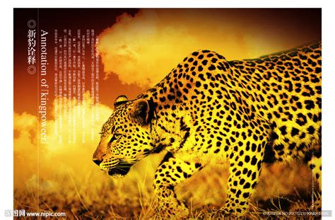 豹子图片-豹子素材-包图网