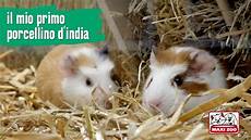 porcellino d india gabbia tutorial il mio primo porcellino d india maxi zoo porcellino d india gabbia tutorial il mio primo porcellino d india maxi zoo