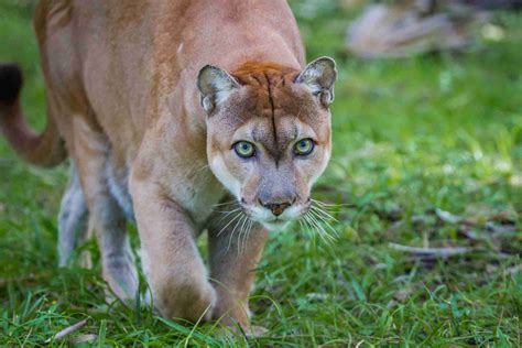 Image result for Animal Images On Python Program